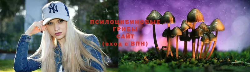 Псилоцибиновые грибы Psilocybine cubensis  наркотики  Тогучин 